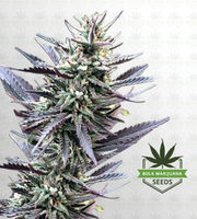 Mango Kush Feminized Marijuana Seeds image