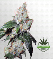King Louis XIII Autoflower Marijuana Seeds image