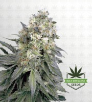 White Widow Feminized Marijuana Seeds image