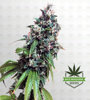 Sour Kush Feminized Marijuana Seeds image