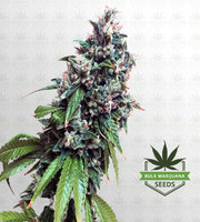 Sour Kush Feminized Marijuana Seeds image