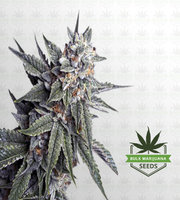 Strawberry Banana Feminized Marijuana Seeds image