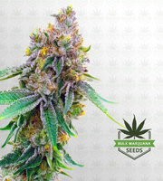 Maxigom Autoflower Marijuana Seeds image