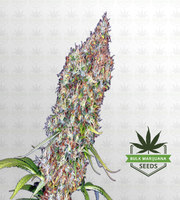 Rosenthal Feminized Marijuana Seeds image