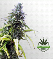 Skunk#1 Autoflower Marijuana Seeds image