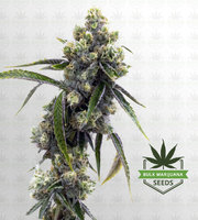 Sour Lemon Feminized Marijuana Seeds image