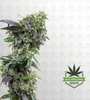 Hektol Feminized Marijuana Seeds image