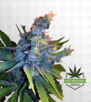 Hay-Z Feminized Marijuana Seeds image