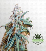 Lemon Kush Feminized Marijuana Seeds image