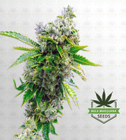 Sour Skies Feminized Marijuana Seeds image