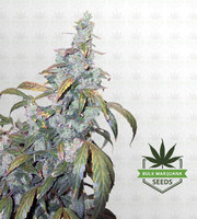 Sugar Black Rose Feminized Marijuana Seeds image