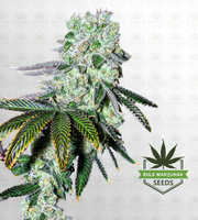 Wedding Cake Autoflower Marijuana Seeds image