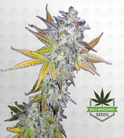 Lemon Pie Regular Marijuana Seeds image