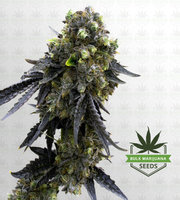 Purple Haze Feminized Marijuana Seeds image