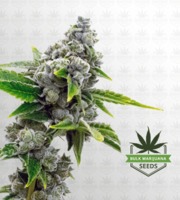 Hellfire OG Feminized Marijuana Seeds image