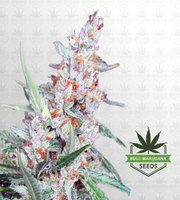 Utopia Feminized Marijuana Seeds image