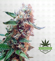 Haze Autoflower Marijuana Seeds image