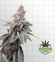 Sour Girl Autoflower Marijuana Seeds image