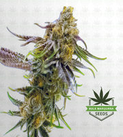 Strawberry Banana Cheese Feminized Marijuana Seeds image