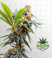 Tahoe Kush Feminized Marijuana Seeds image