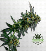 Tangie Cookies Regular Marijuana Seeds image