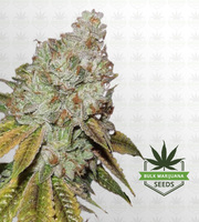 Kush Regular Marijuana Seeds image