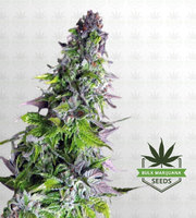 Romulan Feminized Marijuana Seeds image