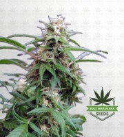 White Rhino Feminized Marijuana Seeds image