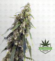 Tangerine Autoflower Marijuana Seeds image