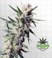 Hippie Crippler Autoflower Marijuana Seeds image
