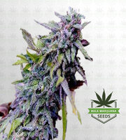 Purple Dream Fast Version Marijuana Seeds image