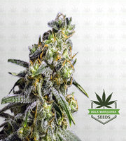 Rosetta Stone Feminized Marijuana Seeds image