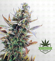 Super Critical Feminized Marijuana Seeds image