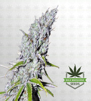 Zkittles Autoflower Marijuana Seeds image