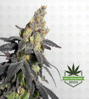Purple Urkle Feminized Marijuana Seeds image