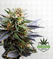 Lavender Feminized Marijuana Seeds image