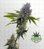 Sugar Glue Feminized Marijuana Seeds image