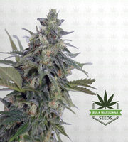 Original Lemon Pie Feminized Marijuana Seeds image