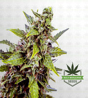 Juicy Fruit Autoflower Marijuana Seeds image