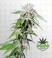 Sweet Tooth Feminized Marijuana Seeds image