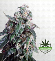 Hollywood OG Feminized Marijuana Seeds image