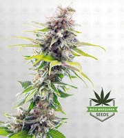 Super OG Kush Feminized Marijuana Seeds image