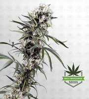 Super Lemon Haze Feminized Marijuana Seeds image