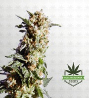 Kosher Kush Feminized Marijuana Seeds image