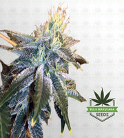 Triple Diesel Autoflower Marijuana Seeds image