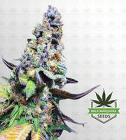 Yoda OG Fast Version Marijuana Seeds image