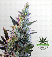 Skunk Fast Version Marijuana Seeds image