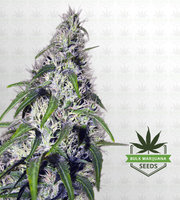 Revolver Autoflower Marijuana Seeds image