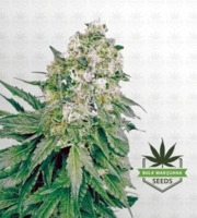 White Banner Feminized Marijuana Seeds image