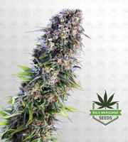 Skunk Autoflower Marijuana Seeds image